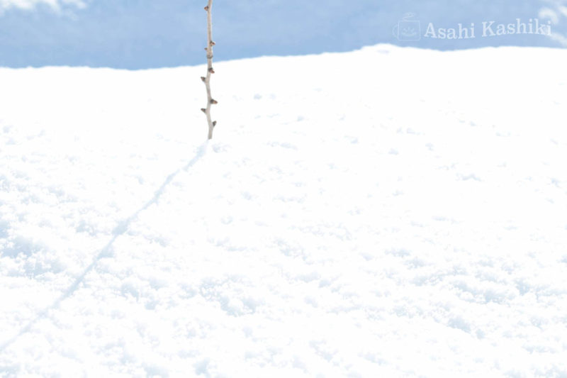 明るい雪面に立つ細い枝