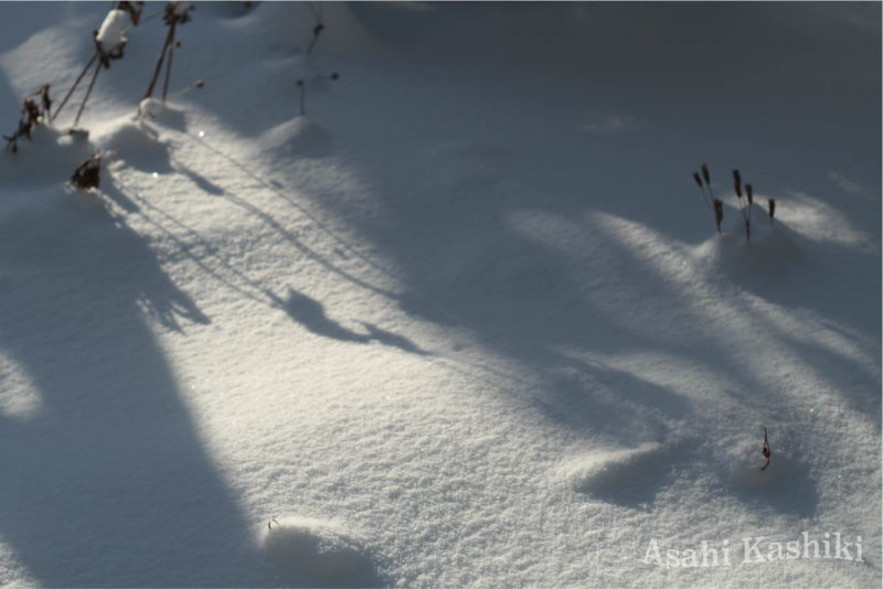 雪面に映る小枝の影