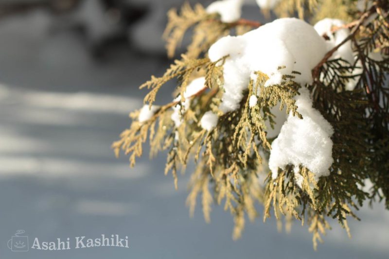 雪を乗せるヒバの木