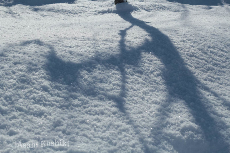 雪面に濃い影を落とす枝