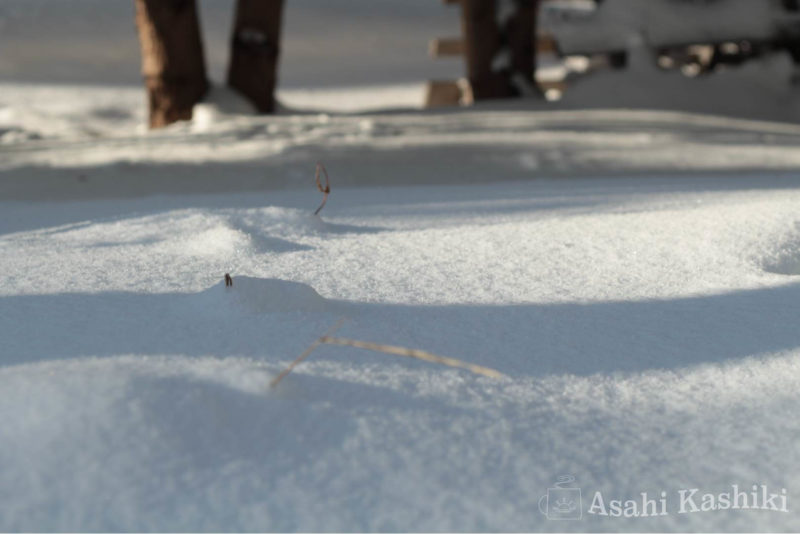 雪から顔を覗かせる小枝