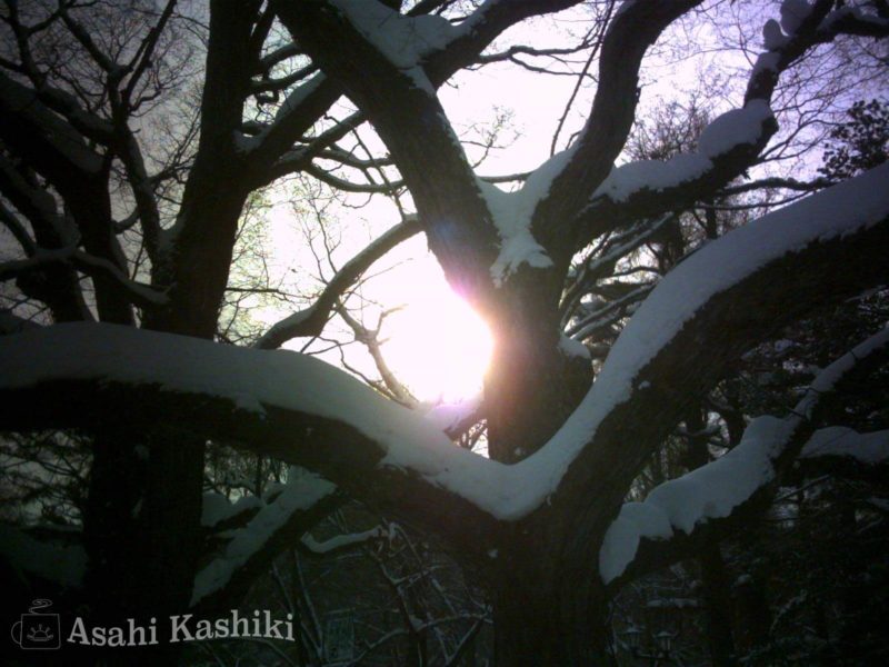 木の幹からのぞく陽の光