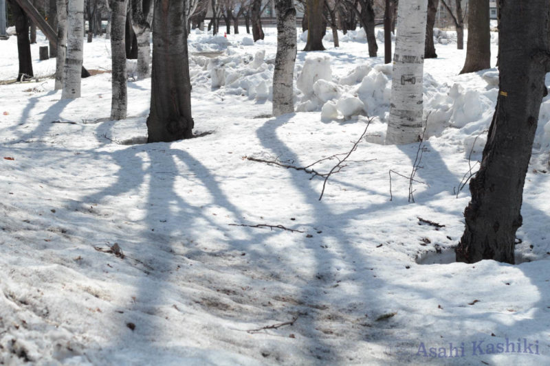 雪面に立つ木々