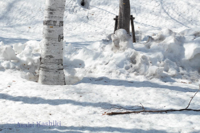 雪原に立つ白樺の木
