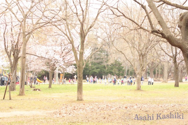 桜の木々と公園に集う老若男女