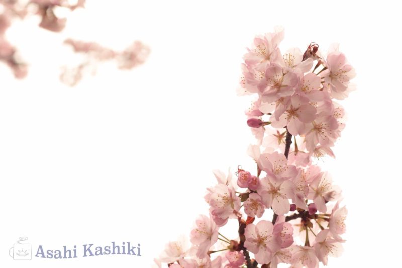 満開の桜の花と薄曇りの空