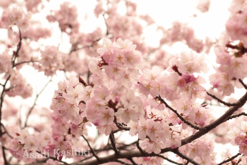 満開に咲く桜の花々