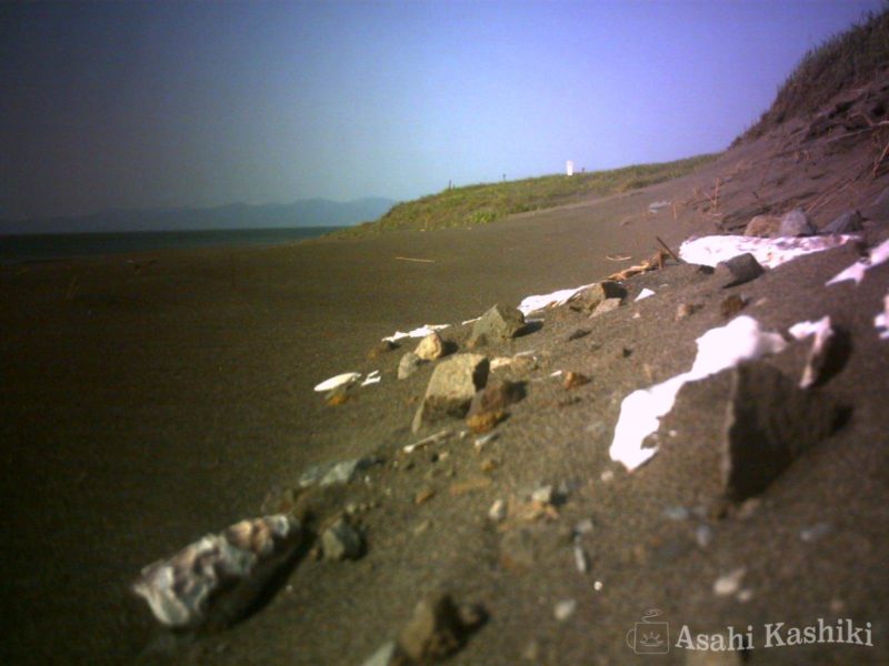 砂に埋もれる貝殻
