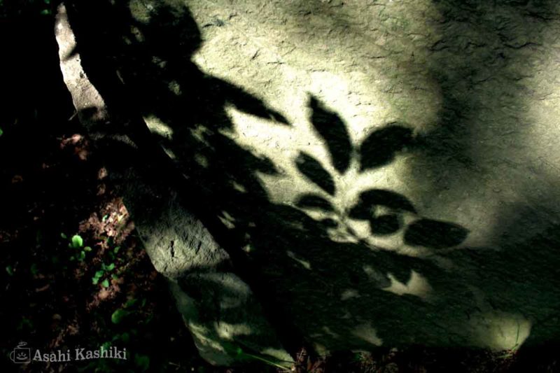 岩に映る枝葉の影