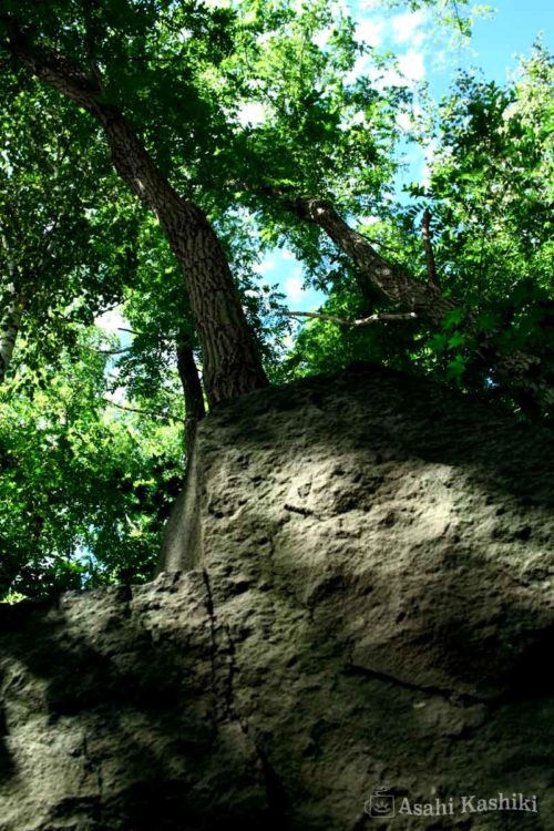 石山緑地・採掘跡の岩に根を張る木々