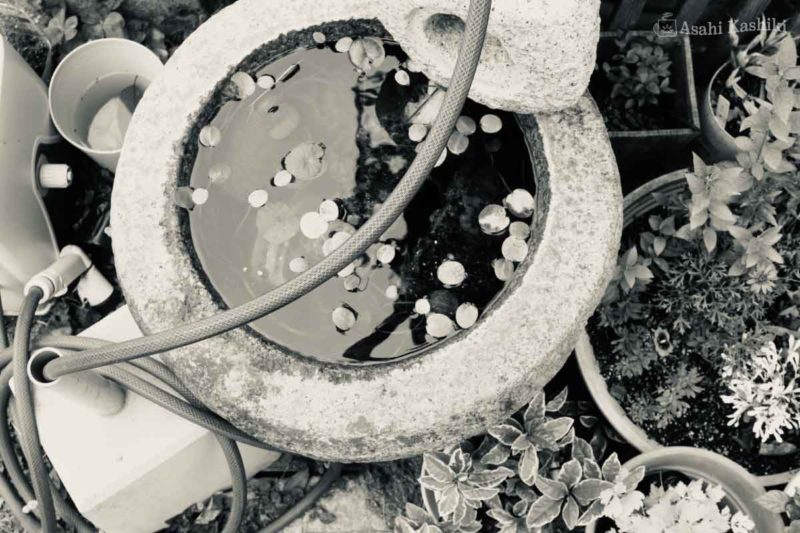 軒先に置かれた鉢植えと水の鉢を、真上から撮った写真。鉢の水面には、丸い水草が浮かんでいる。