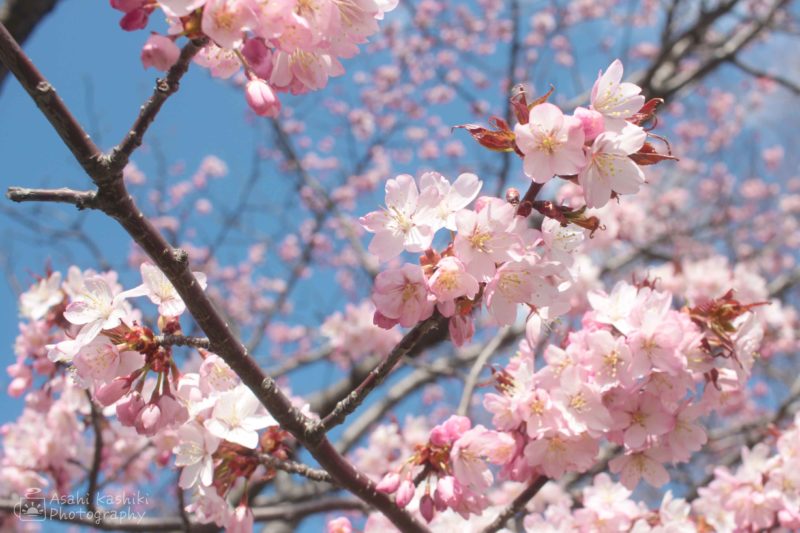 桜の花の近景。淡い桃色の花が目一杯に咲いている。