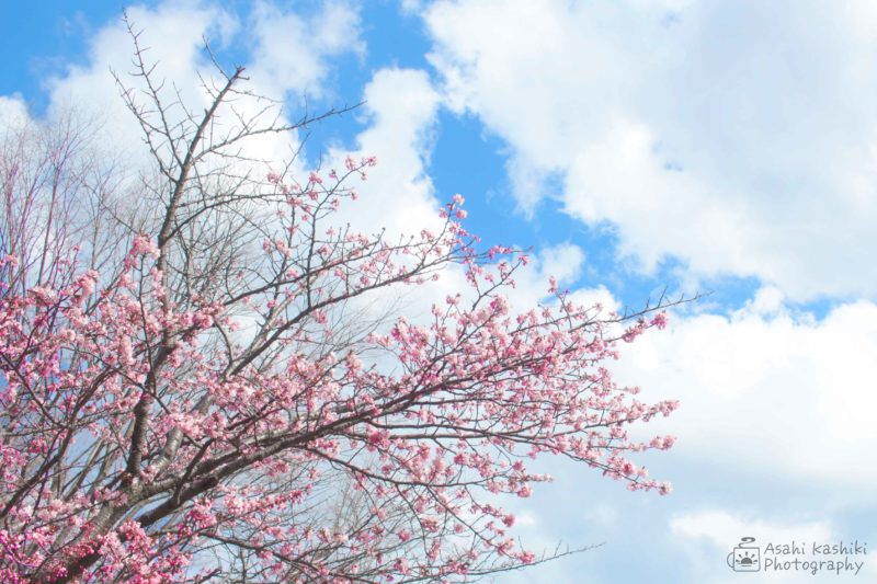 青空に向かって枝を広げる桜の木。桃色の花が満開に咲いている。