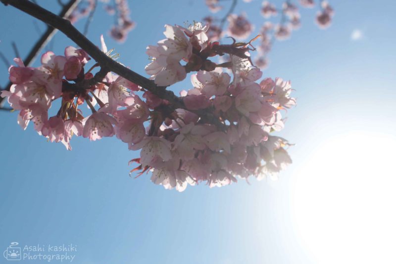 差し込む日の光と桜の花。
