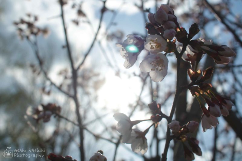 傾く日の光に透ける、桜の花びら。